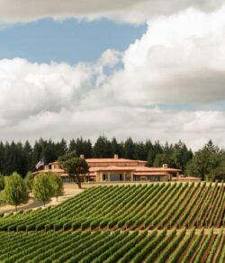 Oregon Vineyard